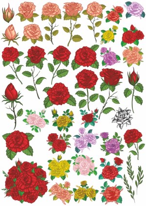 Collection of Colorful Rose Illustrations and Arrangements Free Vector