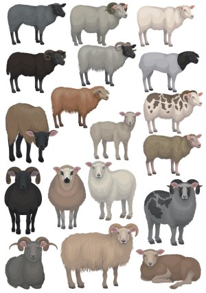 Set of Various Sheep Breeds in Natural Colors Free Vector