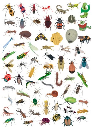 Collection of Various Vector Insects and Arthropods Free Vector