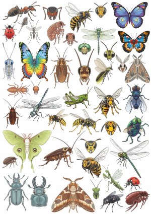 Detailed Insect and Butterfly Vector Collection Free Vector