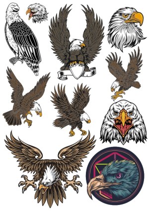 Set of Detailed Bald Eagle Vector Illustrations in Various Poses Free Vector
