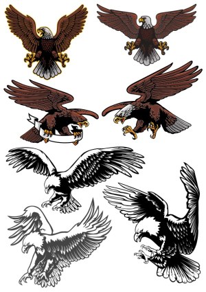 Set of Detailed Eagle Vectors in Various Flying Poses Free Vector