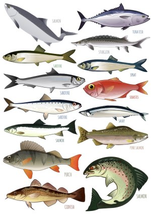 Illustrated Variety of Fish Species with Labels Free Vector