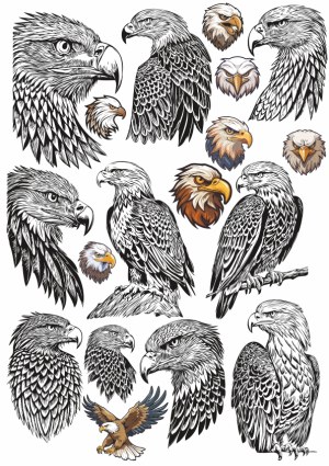 Detailed Vector Illustrations of Eagle Heads and Full Body Poses Free Vector