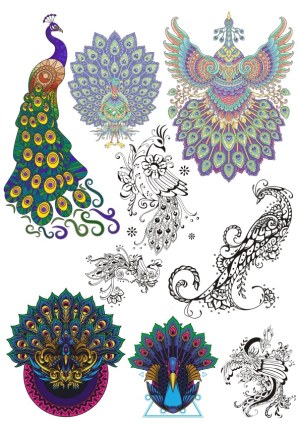 Decorative Peacock Vector Collection with Colorful and Black Line Art Designs Free Vector