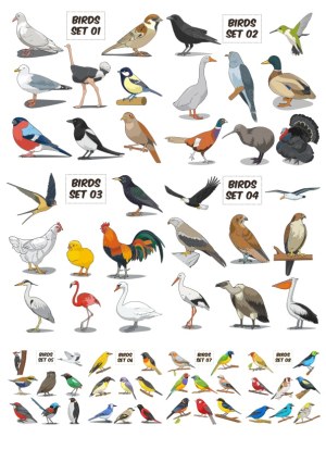 Comprehensive Vector Sets of Various Bird Species Free Vector