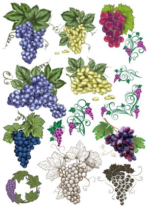 Collection of Colored and Stylized Grape Clusters with Leaves and Vines Free Vector