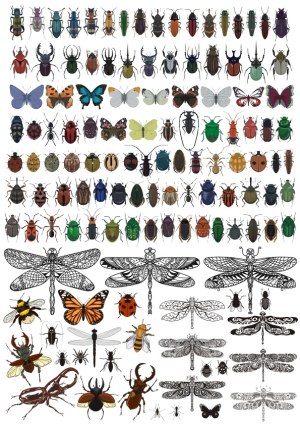 Collection of Colorful and Detailed Insect and Butterfly Vector Illustrations Free Vector