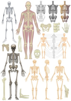 Human Skeletal System Vector Illustration Set with Labeled Bone Parts Free Vector