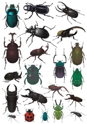 Detailed Vector Set of Various Beetles and Insects Free Vector