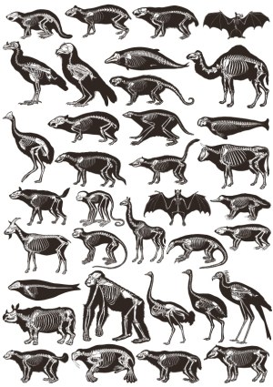 Animal Skeletons Vector Collection Free Vector