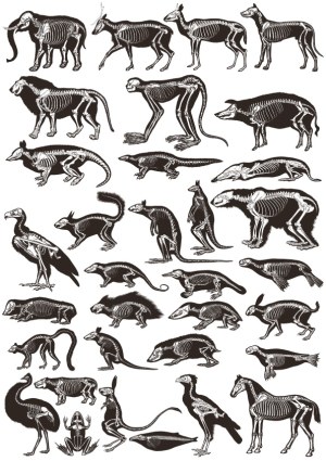 Animal Skeletons Illustration Set Free Vector