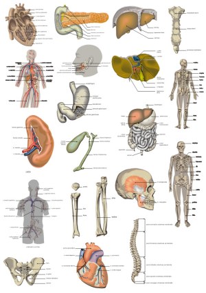 Detailed Human Anatomy Vector Illustrations with Labels Free Vector