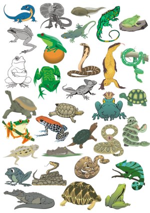 Collection of Diverse Reptile and Amphibian Vector Illustrations Free Vector