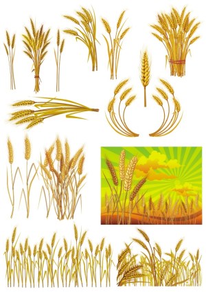 Golden Wheat Stalks and Fields Vector Illustrations Free Vector