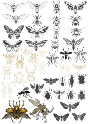 Collection of Detailed Insect Vector Illustrations Free Vector