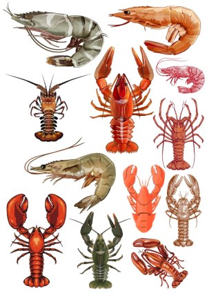 Collection of Vector Illustrations of Lobsters and Shrimps Free Vector