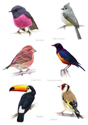 Collection of Six Realistic Bird Illustrations Free Vector