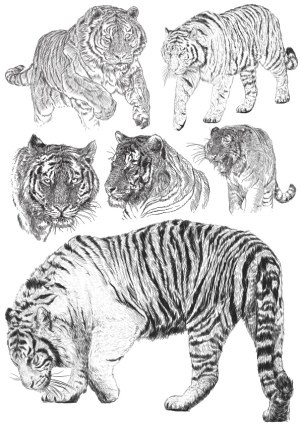 Detailed Hand-Drawn Tiger Sketches Collection Free Vector
