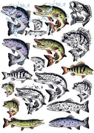 Collection of Detailed Freshwater Game Fish Vector Illustrations Free Vector