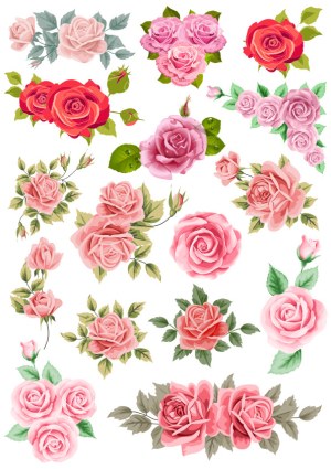Collection of Detailed Pink and Red Rose Vector Illustrations Free Vector