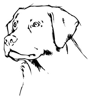 Black and White Line Art of Labrador Retriever Dog Head Free Vector