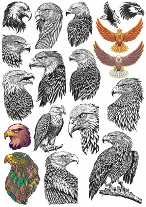 Collection of Detailed Eagle Head and Full-Body Vector Illustrations Free Vector