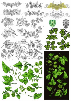 Set of Hops Plant Elements with Leaves and Cones in Various Styles Free Vector