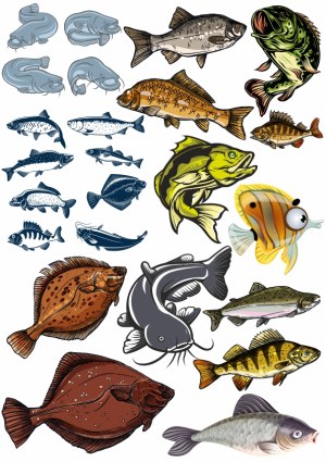 Collection of Various Colorful and Detailed Fish Vector Illustrations Free Vector