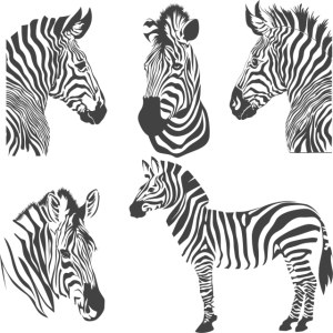 Set of Five Zebra Vector Illustrations Free Vector