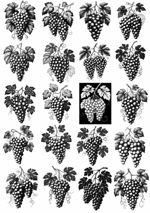 Hand-Drawn Vintage Grape Vine Clusters Collection Free Vector