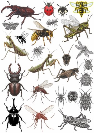 Detailed Vector Illustrations of Various Insects and Bugs Free Vector