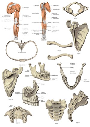 Human Upper Limb Muscles and Skeletal Anatomy Detailed Diagram Free Vector