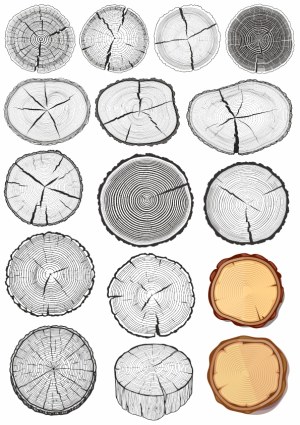 Set of Detailed Cross-Section Tree Trunk Rings Vector Illustrations Free Vector