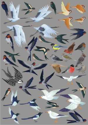 Collection of Various Flying and Standing Birds Illustrations Free Vector