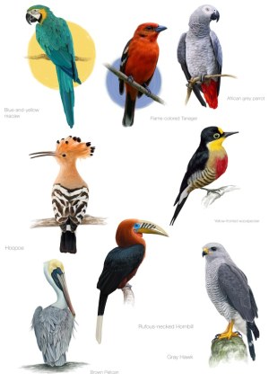 Detailed Vector Illustrations of Various Bird Species Free Vector