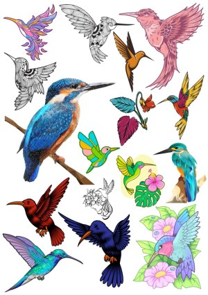 Colorful Hummingbird and Kingfisher Vector Illustrations Collection Free Vector