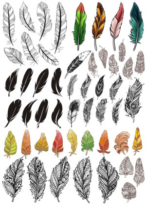 Collection of Decorative Feather Vector Designs Free Vector