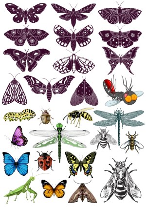 Vector Collection of Various Butterfly, Moth, and Insect Illustrations Free Vector