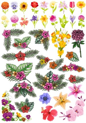 Colorful Floral Vector Collection with Tropical and Garden Flowers Free Vector