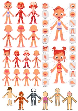 Anatomy Diagrams of Children with Body Systems and Body Parts Free Vector