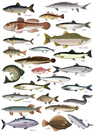 Collection of Various Fish Species with Labels Free Vector