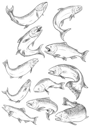 Detailed Hand-Drawn Salmon Fish Line Art Vector Set Free Vector