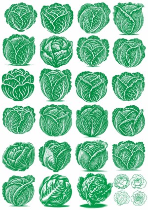 Green Cabbage Vegetable Vector Illustrations Free Vector