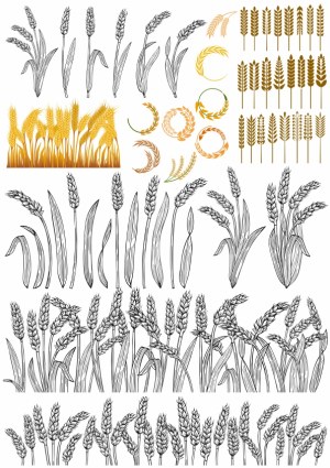 Collection of Wheat and Barley Vector Illustrations and Icons Free Vector