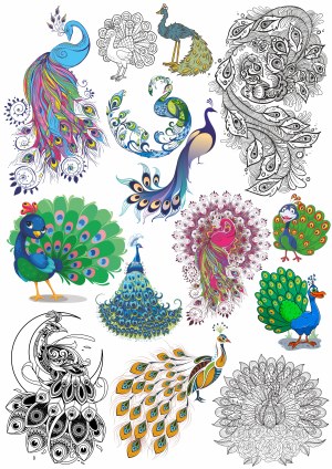 Variety of Artistic Peacock Vector Illustrations Free Vector