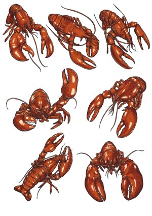 Detailed Vector Illustrations of Lobsters in Various Poses Free Vector