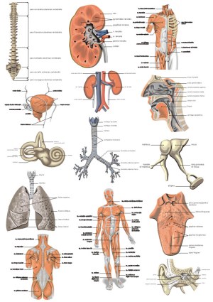 Detailed Human Anatomy Vector Illustrations with Organ and Muscle Labels Free Vector