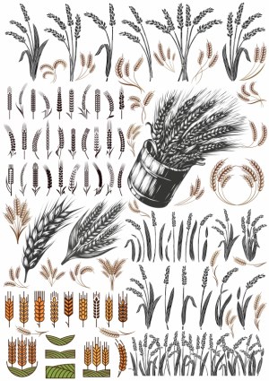 Detailed Set of Wheat and Grain Illustrations and Icons Free Vector