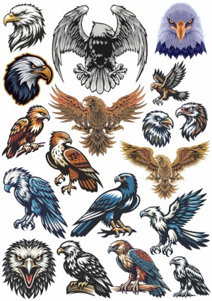 Set of Detailed Eagle and Hawk Vector Illustrations Free Vector